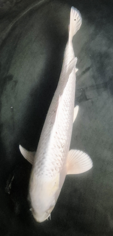 Japonský koi Gr. Platinum Ogon VS1_71