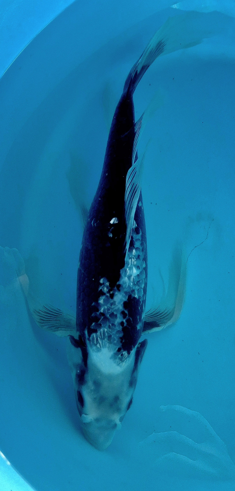 Japonský koi Gr. Matsukawabake Longfin VS1_62