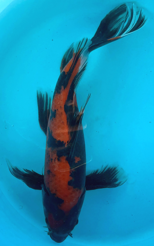 Japonský koi Hi Utsuri Longfin VS1_37