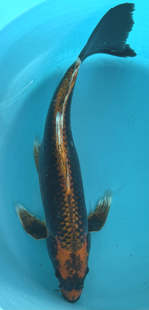 Japonský koi Kawarimono Longfin VS1_11