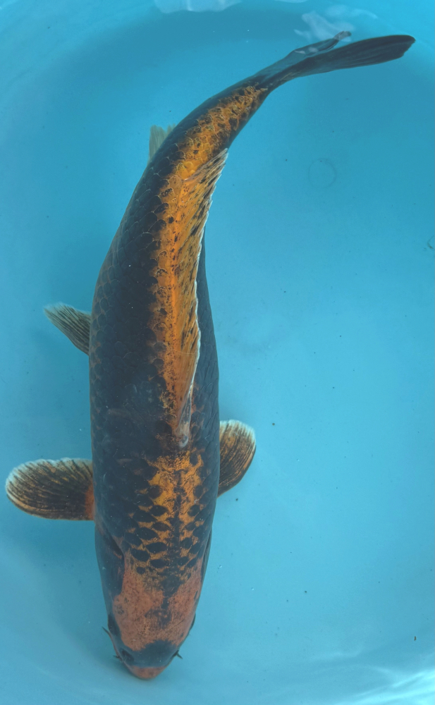 Japonský koi Kawarimono VS1_14