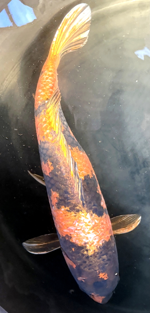 Japonský koi Kin Ki Utsuri VS1_19