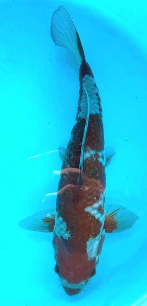 Japonský koi Ochiba VS1_35