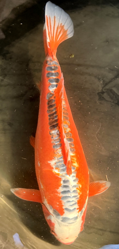 Japonský koi Shusui VS1_21