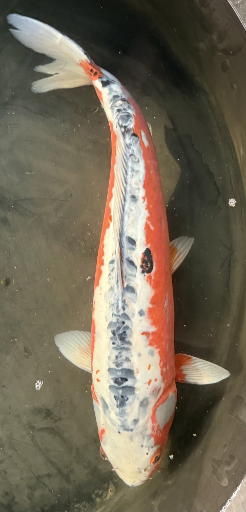 Japonský koi Shusui VS1_6