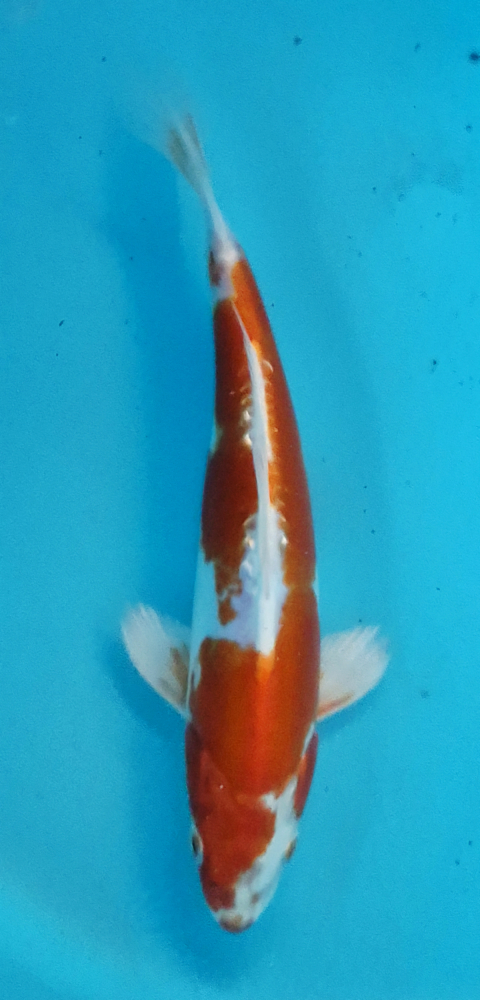 Japonský koi Kikusui DS1_101