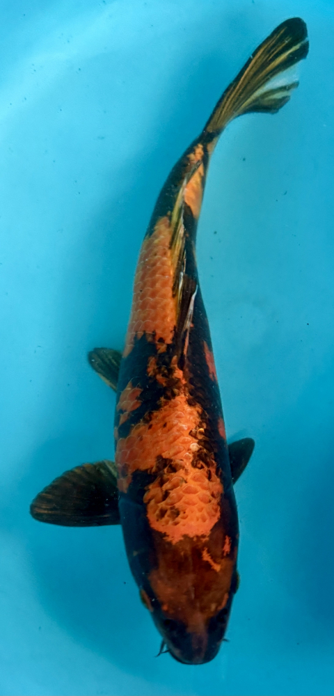 Japonský koi Kin Ki Utsuri VS2_11