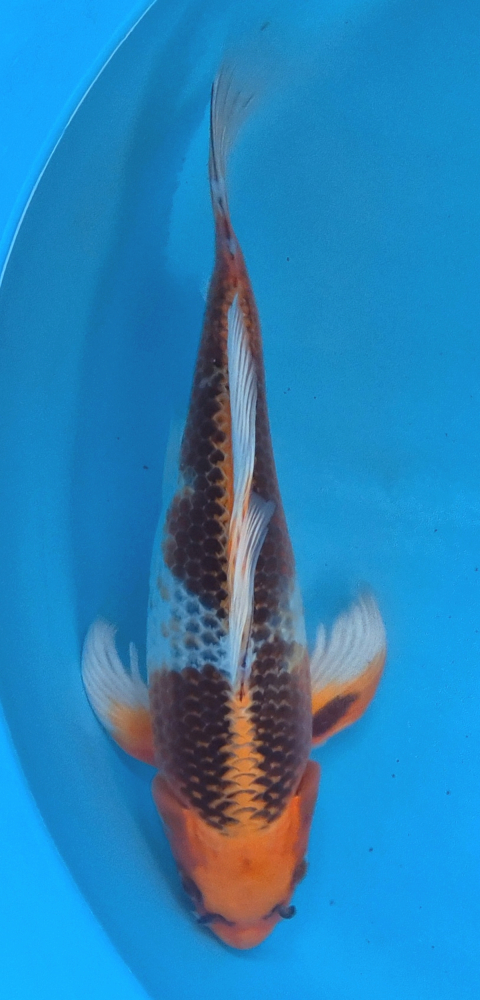 Japonský koi Kujaku Longfin DS1_117
