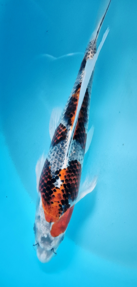 Japonský koi Kujaku Longfin DS1_15