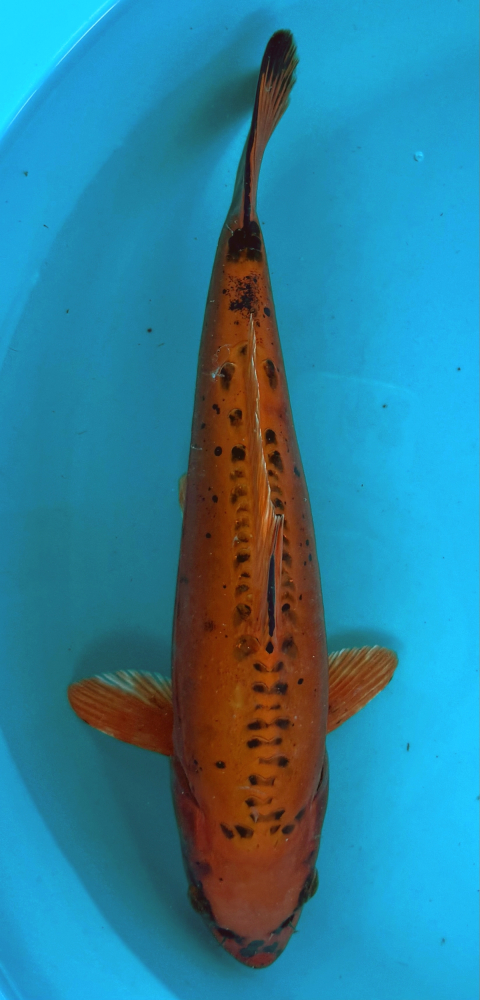 Japonský koi Mizuho Ogon VS2_44