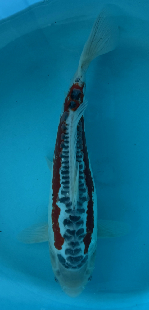 Japonský koi Shusui VS2_37