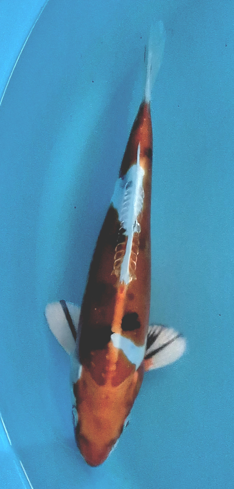 Japonský koi Yamatonishiki DS1_134