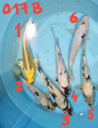 Japonsk� koi kapre 017B