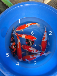 Japonsk koi kapre 028