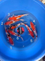 Japonsk koi kapre 027