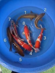 Japonsk koi kapre 022