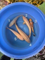 Japonsk koi kapre 021