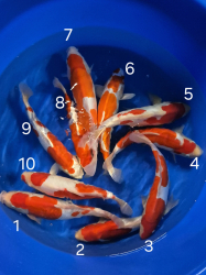 Japonsk koi kapre 020