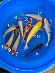 Japonsk koi kapre 017