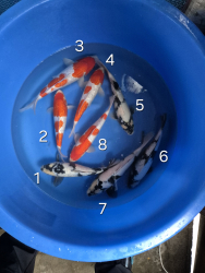 Japonsk koi kapre 016