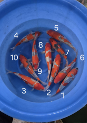 Japonsk koi kapre 012