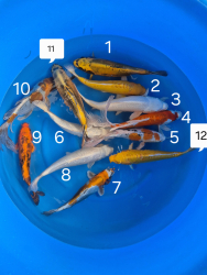 Japonsk koi kapre 010