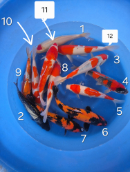 Japonsk koi kapre 009