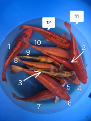 Japonsk koi kapre 008