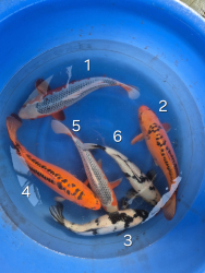 Japonsk koi kapre 004