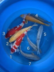 Japonsk koi kapre 002