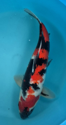 Japonsk� koi Showa VS1 84