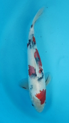 Japonsk� koi Sanke VS1 102