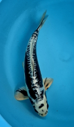 Japonsk� koi Beni Kikokuryu VS1 104