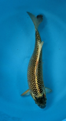 Japonsk� koi Kin Mukashi VS1 105