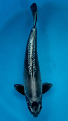 Japonsk� koi Kikokuryu VS1 109