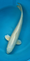 Japonsk� koi Platinum Ogon VS1 110