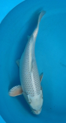 Japonsk� koi Matsuba VS1 111