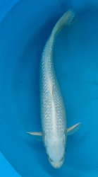 Japonsk� koi Gr. Platinum Ogon VS1 112