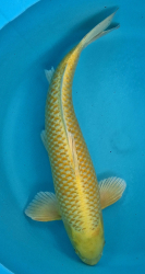 Japonsk� koi Yamabuki VS1 114