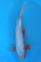 Japonsk� koi Asagi Longfin  DS1_85