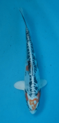 Japonsk koi D. Hariwake DS1_129