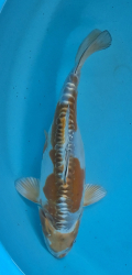 Japonsk� koi D. Hariwake DS1_94