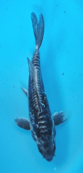 Japonsk� koi D. Kawarimono Longfin DS1_102