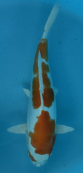 Japonsk koi D. Kikusui VS2_30