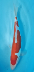 Japonsk� koi D. Kohaku DS1_11