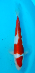 Japonsk koi D. Kohaku DS1_120