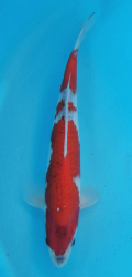 Japonsk koi Goshiki DS1_135