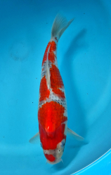 Japonsk� koi Goshiki DS1_2