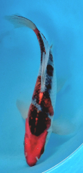 Japonsk� koi Goshiki Longfin DS1_59