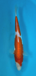Japonsk� koi Gr D. Kohaku DS1_110
